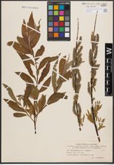 Foto von Salix daphnoides Vill. x Salix viminalis L.